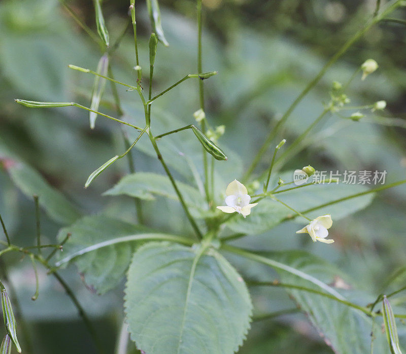 小香脂（Impatiens parviflora）